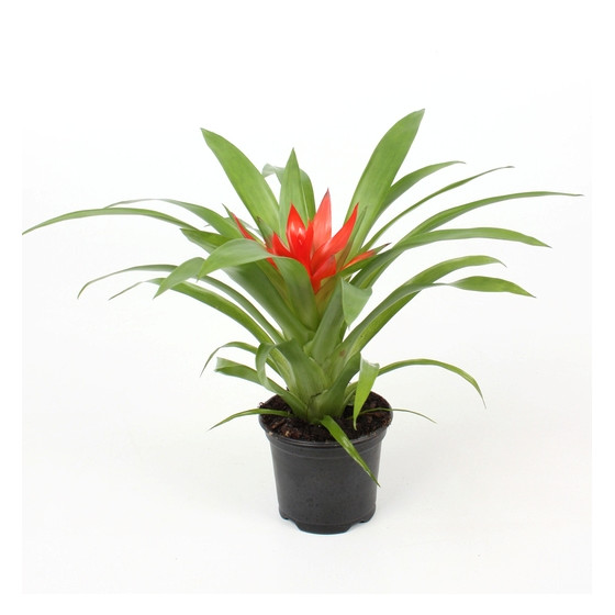 Guzmania Minor Rondo